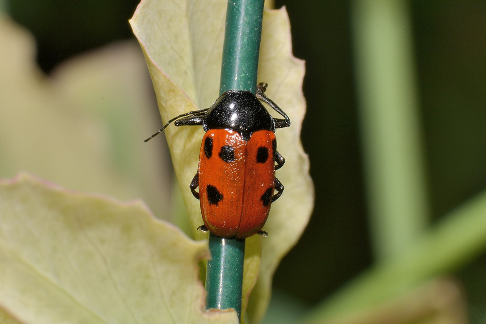 Cryptocephalus loreyi? Sì.